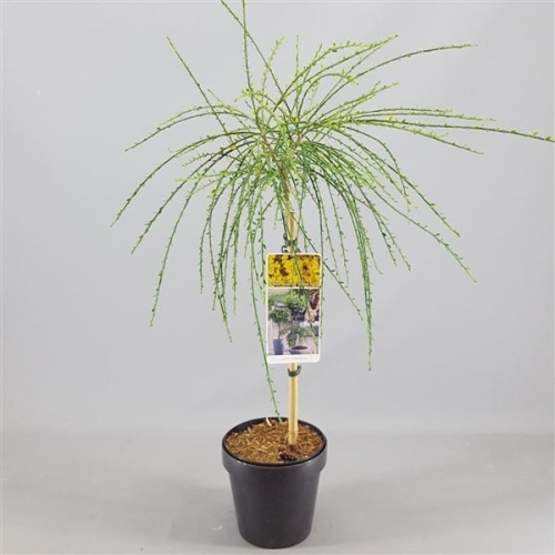 Listnaté stromky a stromy - Čilimník 'Golden Tears' kmínek 60cm, 5 litrů