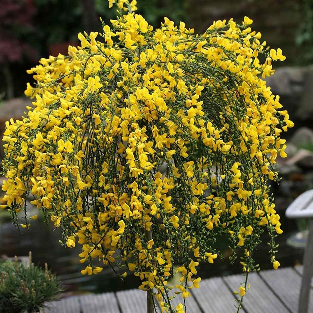 Listnaté stromky a stromy - Čilimník Golden Tears kmínek 60cm, květináč 5 litrů