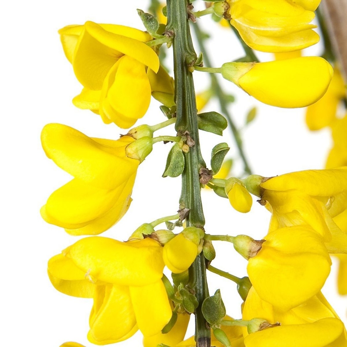 Čilimník Golden Tears kmínek 60cm, květináč 5 litrů-0