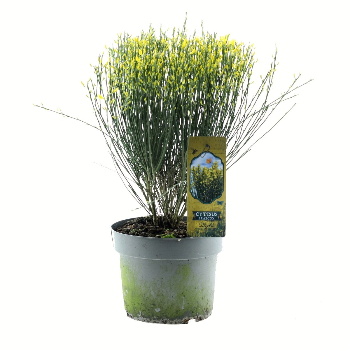 Keře okrasné květem - Čilimník metlatý mix, výška 40/50cm, květináč 4 litry