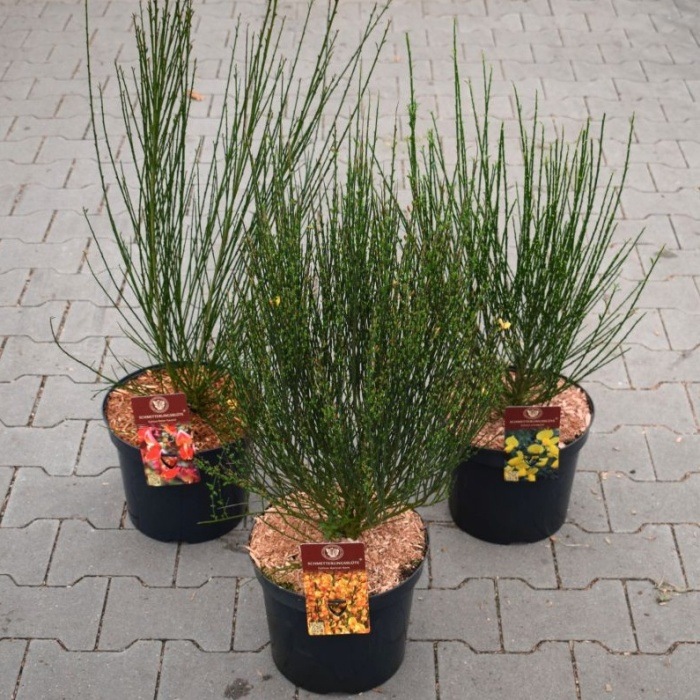 Keře okrasné květem - Čilimník mix výška 60/80cm, květináč 7,5 litru