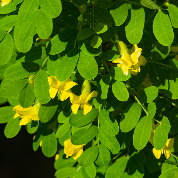 Listnaté stromky a stromy - Čimišník stromovitý Walker kmínek 120cm