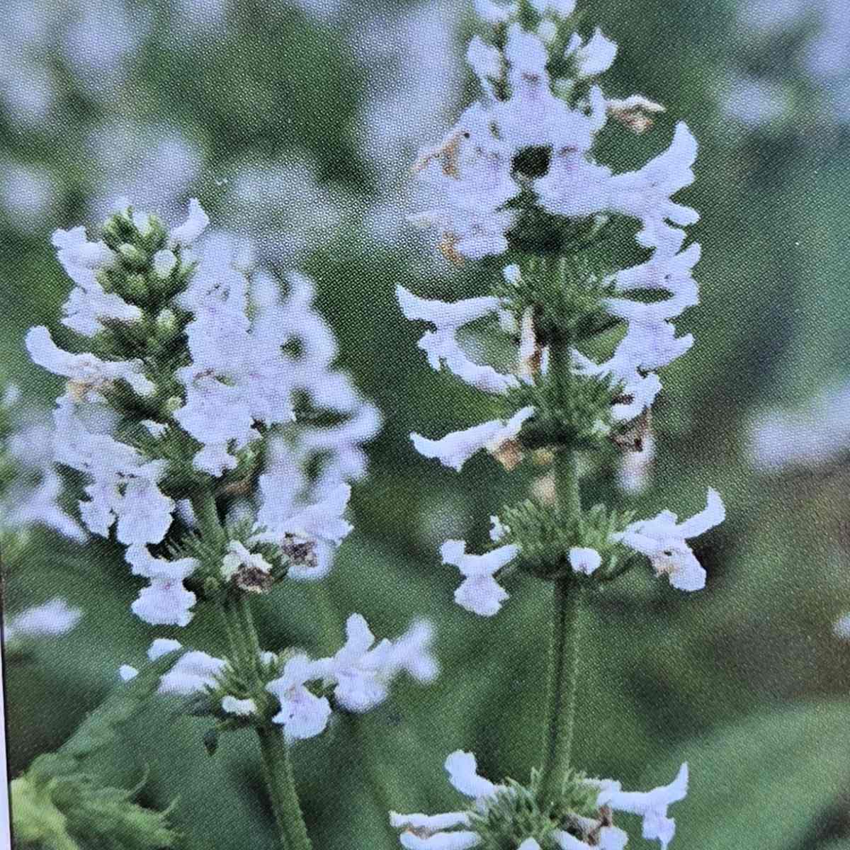 Na slunce - Čistec květináč 9cm