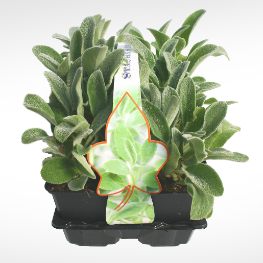 Na slunce - Čistec vlnatý 6pack