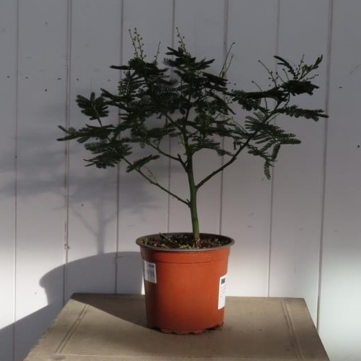 Okrasné pokojové rostliny - Citlivka květináč 15cm