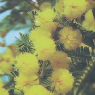 Citlivka květináč 15cm-1