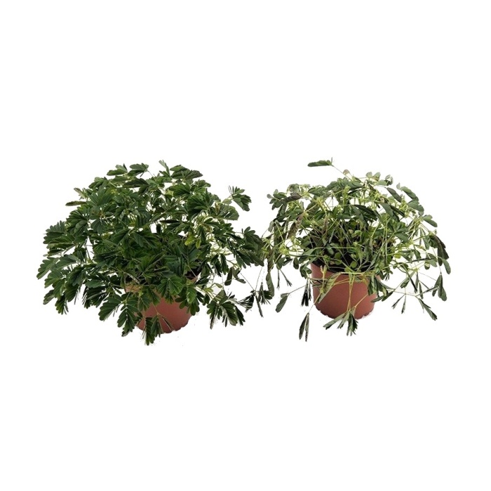 Okrasné pokojové rostliny - Citlivka květináč 9cm