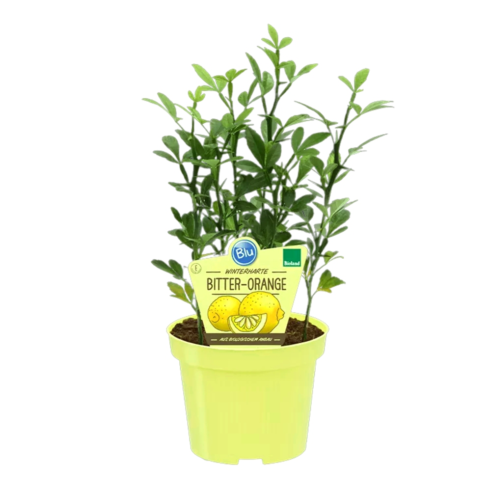 Bylinky - Citronečník trojlistý BIO, květináč 12cm