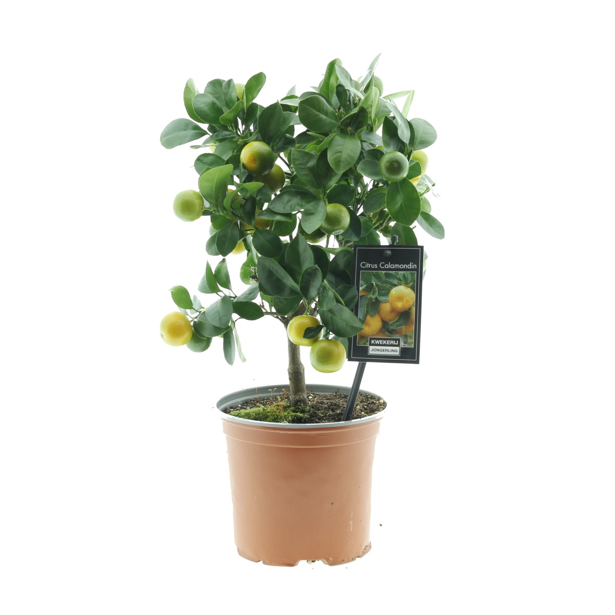 Nádobové květiny - Citroník Calamondin mini kmínek, květináč 15cm