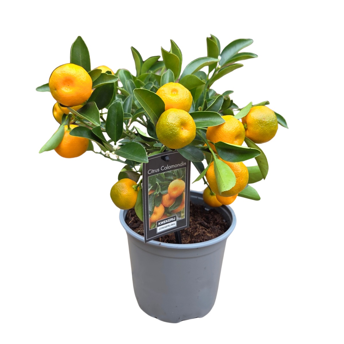 Nádobové květiny - Citroník Calamondin mini kmínek, květináč 15cm