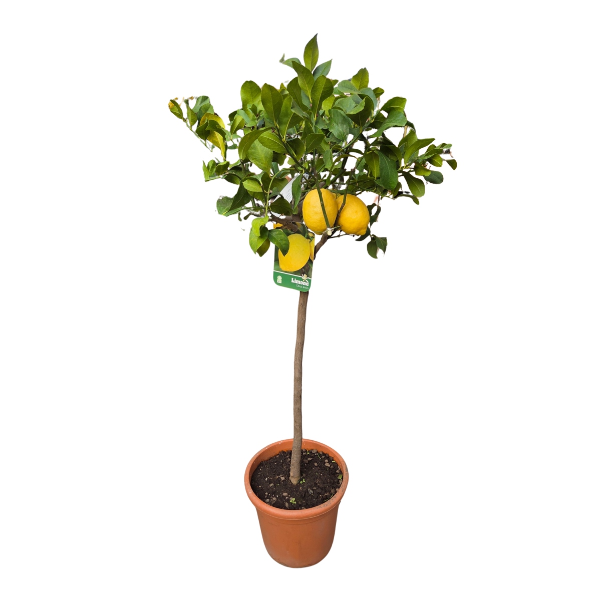 Nádobové květiny - Citroník Lunario mini kmínek, květináč 15 litrů