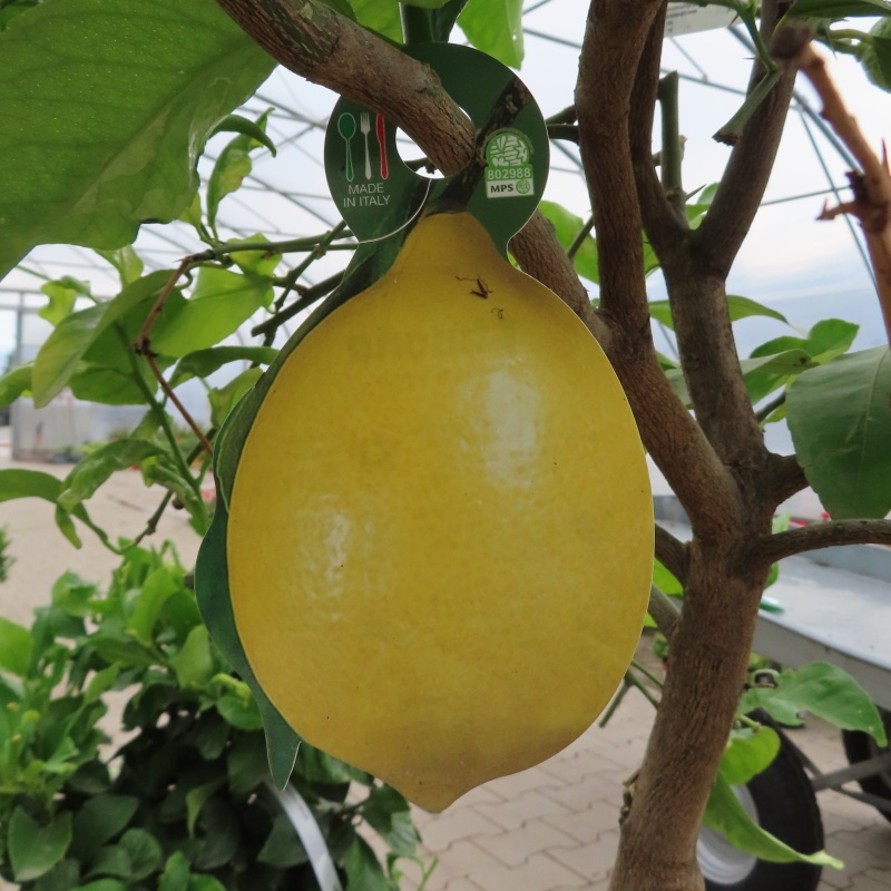 Rostliny - Citroník pravý květináč 25 litrů, kmínek 60cm, stromek