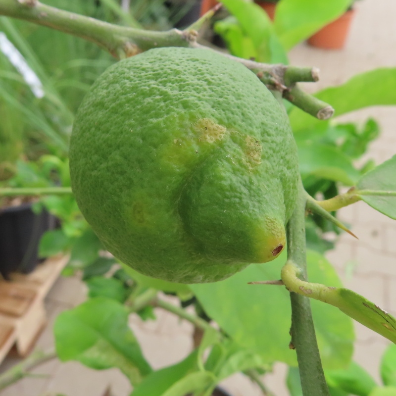 Citroník pravý květináč 25 litrů, kmínek 60cm, stromek-0