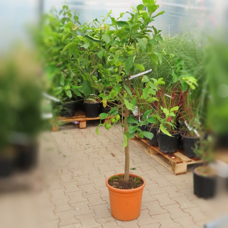 Citroník pravý květináč 25 litrů, kmínek 60cm, stromek-1