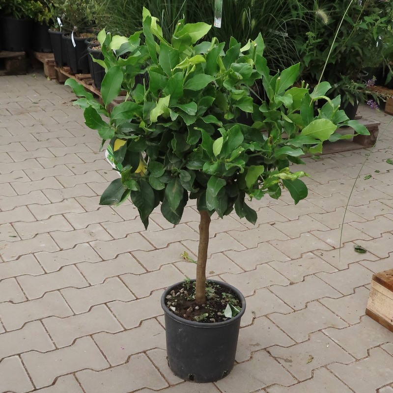 Citroník pravý květináč 5 litrů, kmínek 30cm, stromek-0