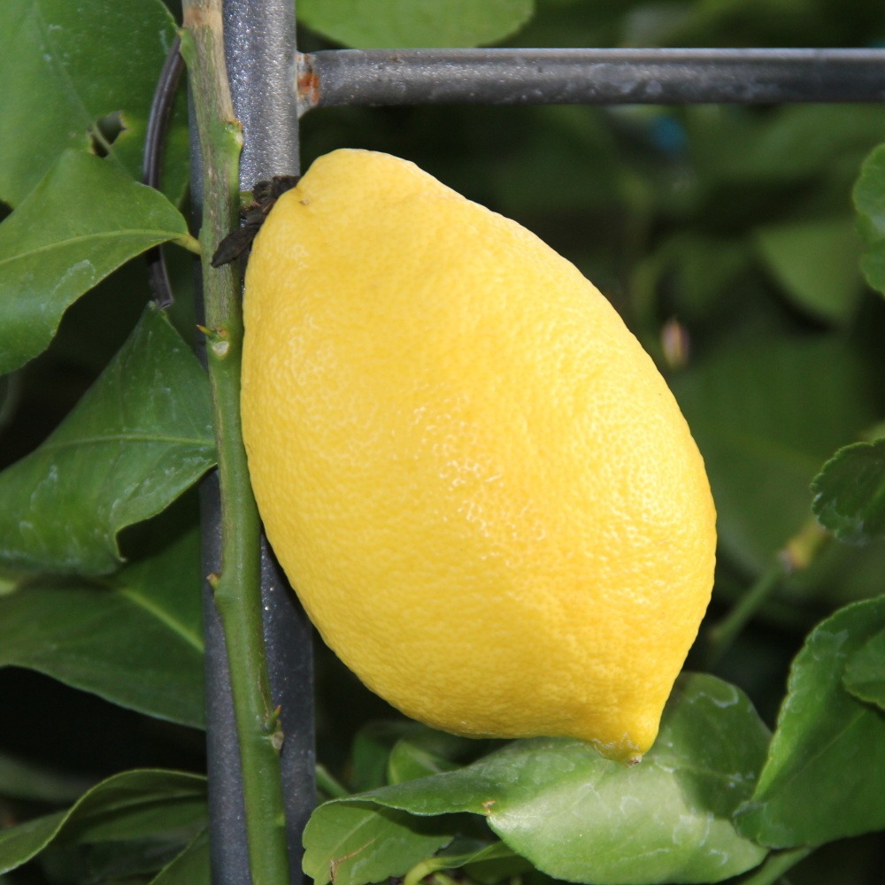 Nádobové květiny - Citroník pravý špalír