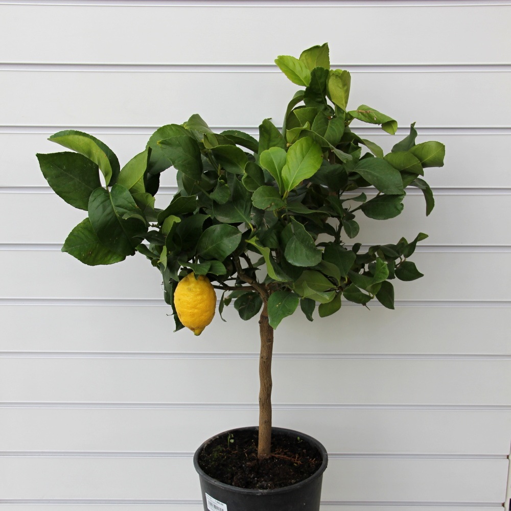 Nádobové květiny - Citroník pravý výška 60/80cm, květináč 12 litrů