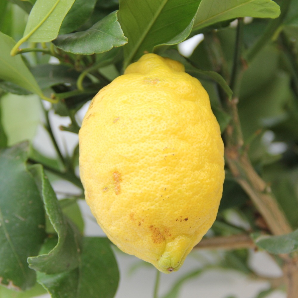 Citroník pravý výška 60/80cm, květináč 12 litrů-1