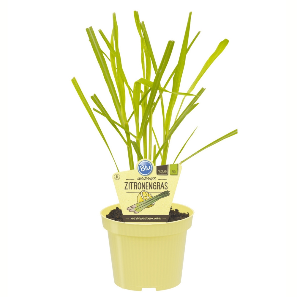 Bylinky - Citronová tráva BIO květináč 12cm
