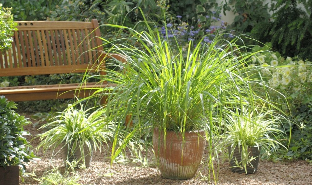 Citronová tráva BIO květináč 12cm-2