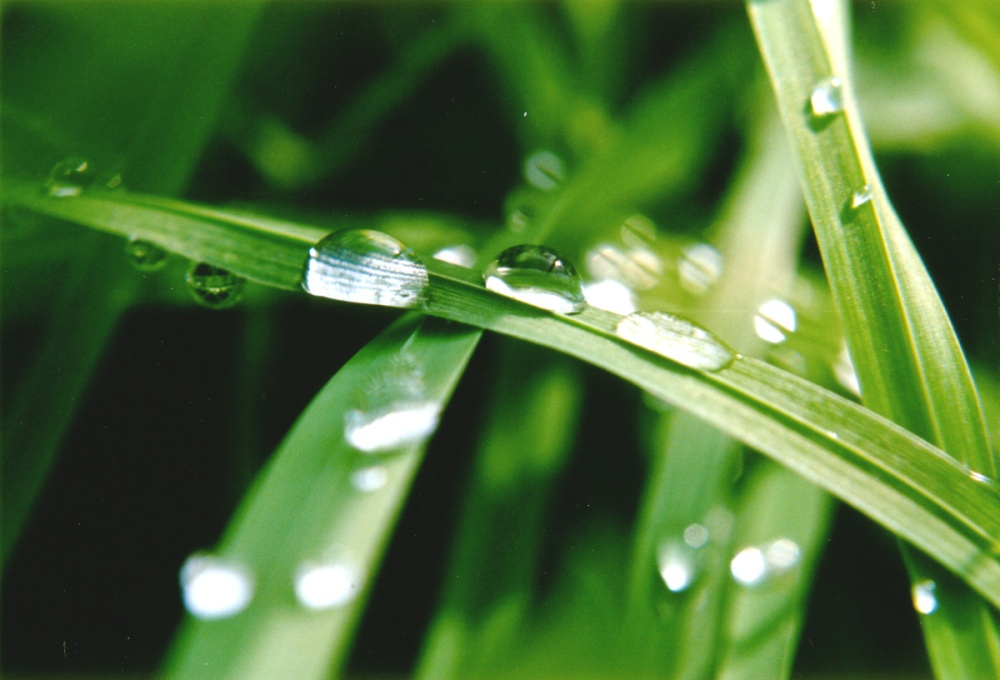 Citronová tráva BIO květináč 12cm-3