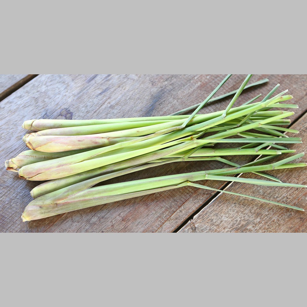 Bylinky - Citrónová tráva květináč 14cm