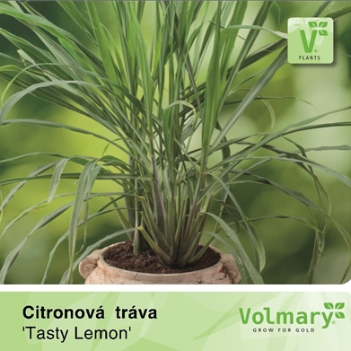 Bylinky - Citronová tráva 'Tasty Lemon' 12cm