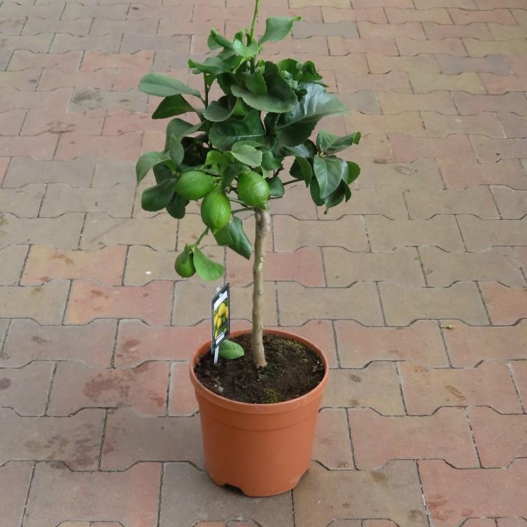 Rostliny - Citronovník mix 70/90cm