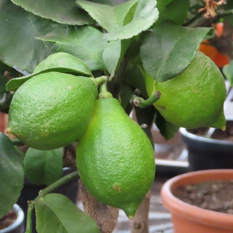 Citronovník mix 70/90cm-0