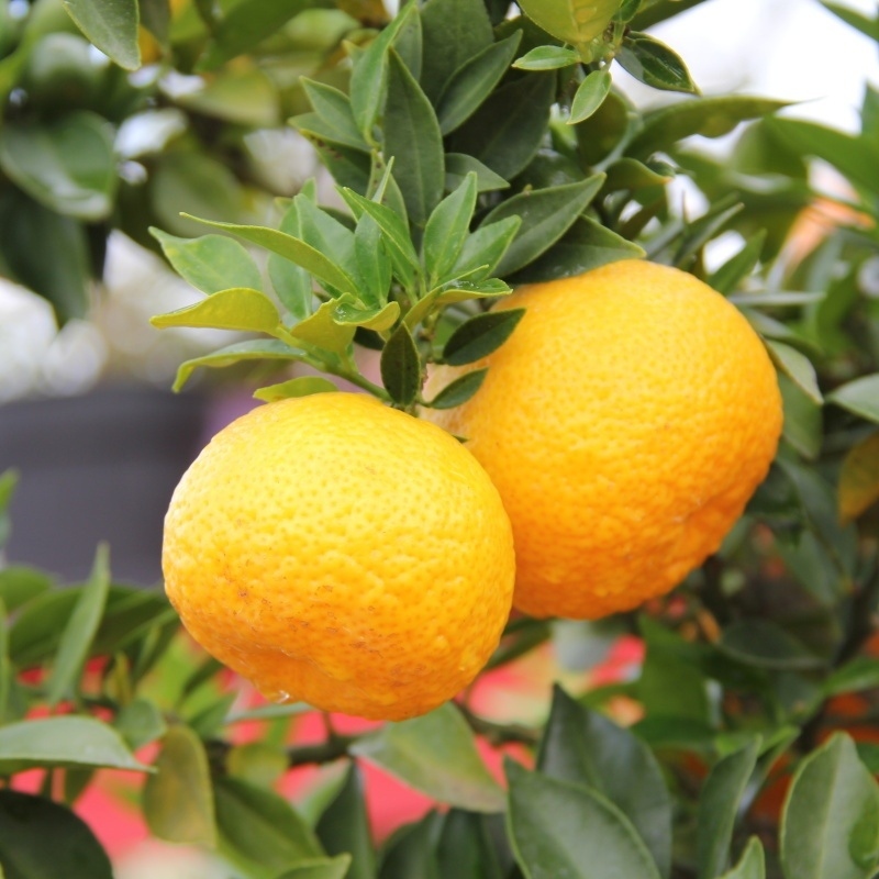 Nádobové květiny - Citrus Chinotto 12 litrů