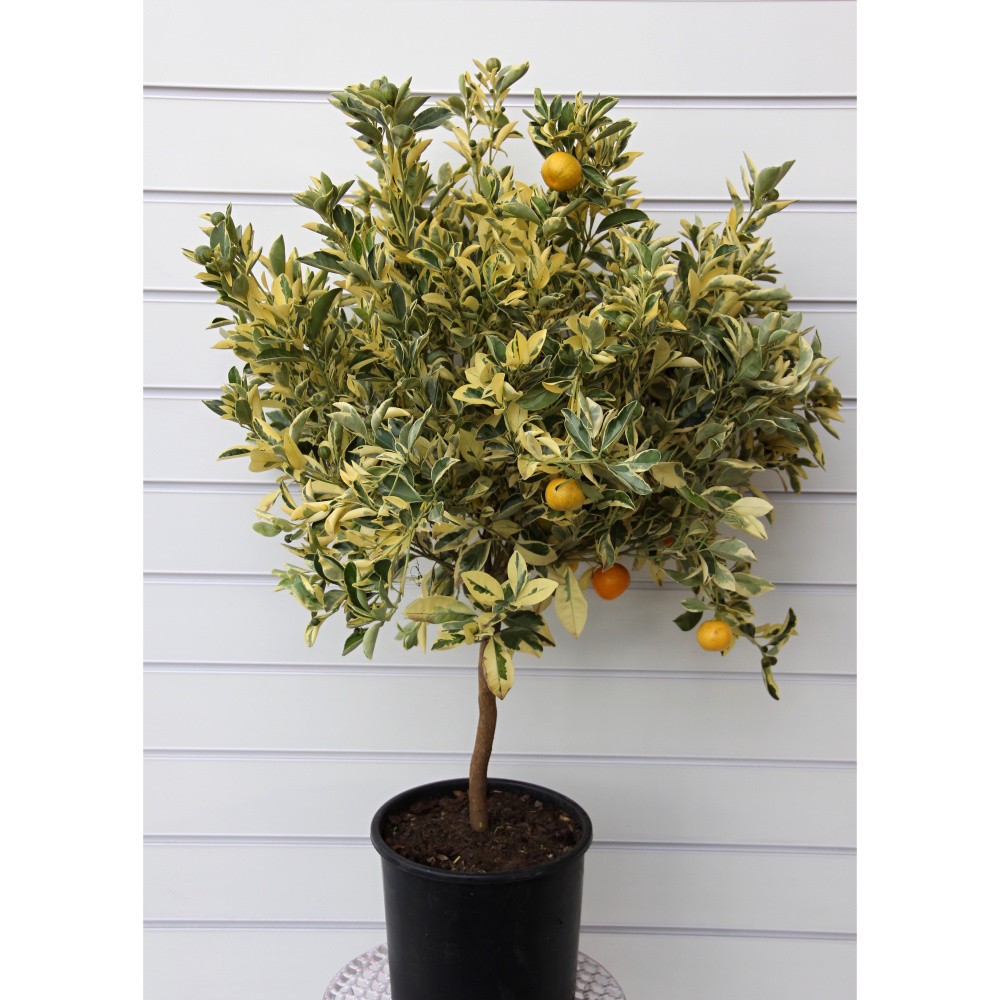 Nádobové květiny - Citrus kalamondin 'Variegata' 22cm