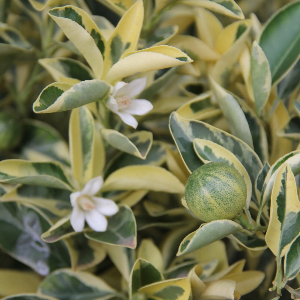 Citrus kalamondin 'Variegata' 22cm-0