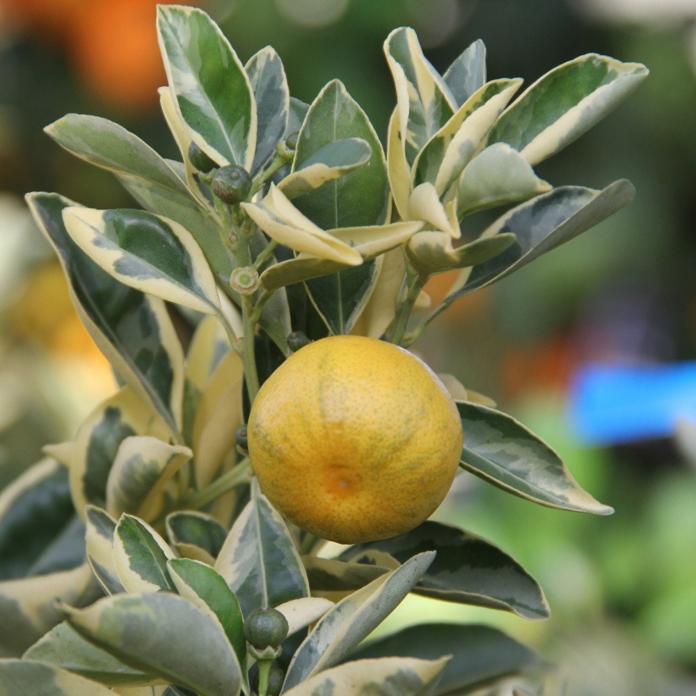 Citrus kalamondin 'Variegata' 22cm-1