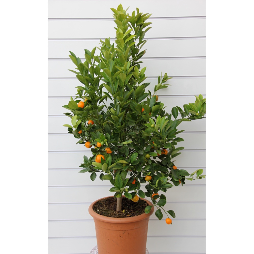 Citrus kalamondin výška 60/80cm, květináč 12 litrů-0