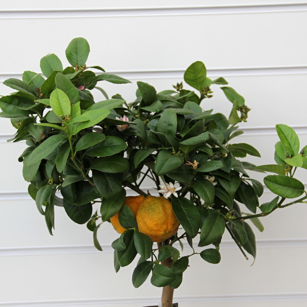 Nádobové květiny - Citrus Red Lime 22cm