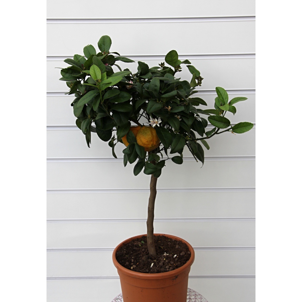 Citrus Red Lime 22cm-1