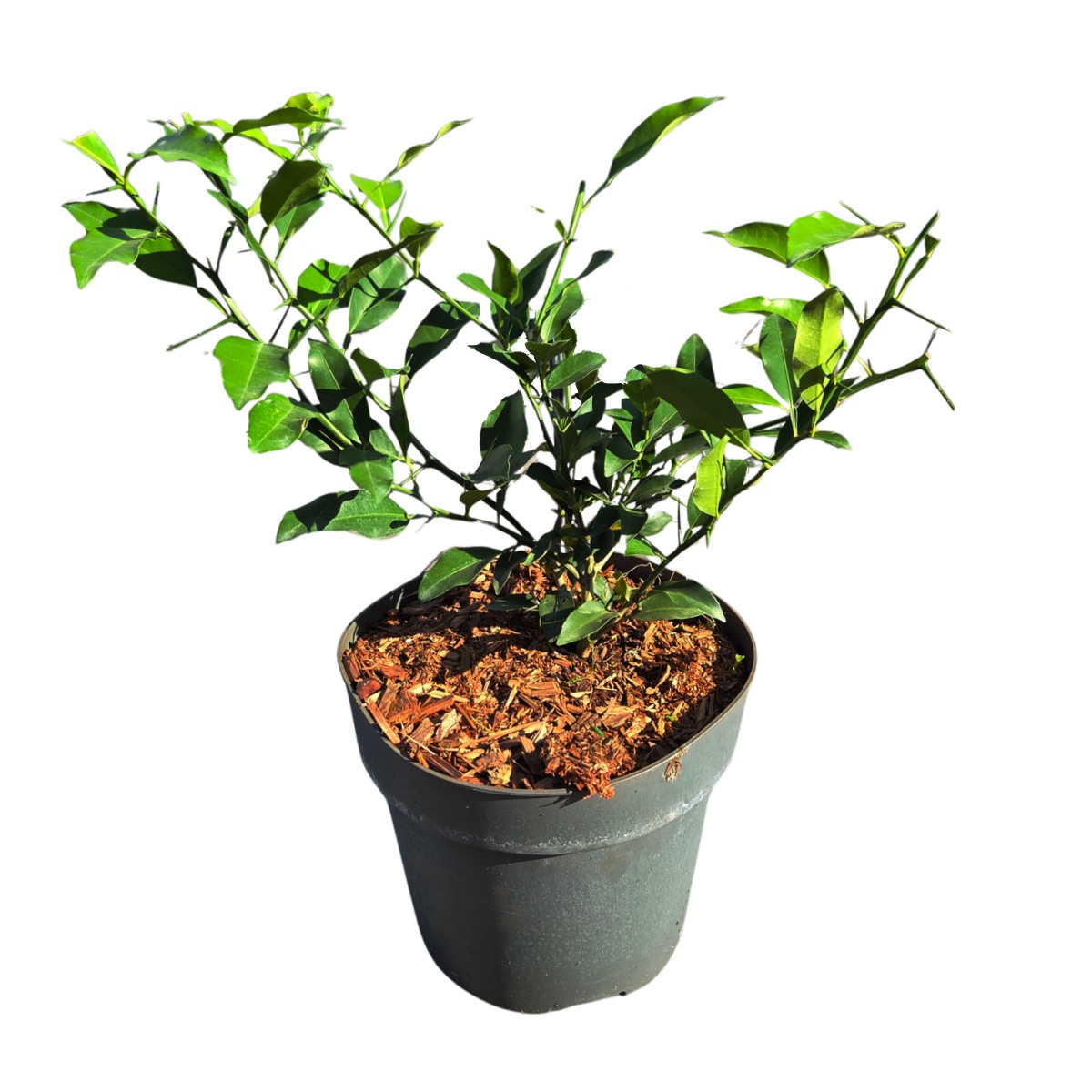 Nádobové květiny - Citrus Yuzu květináč 4,6 litru