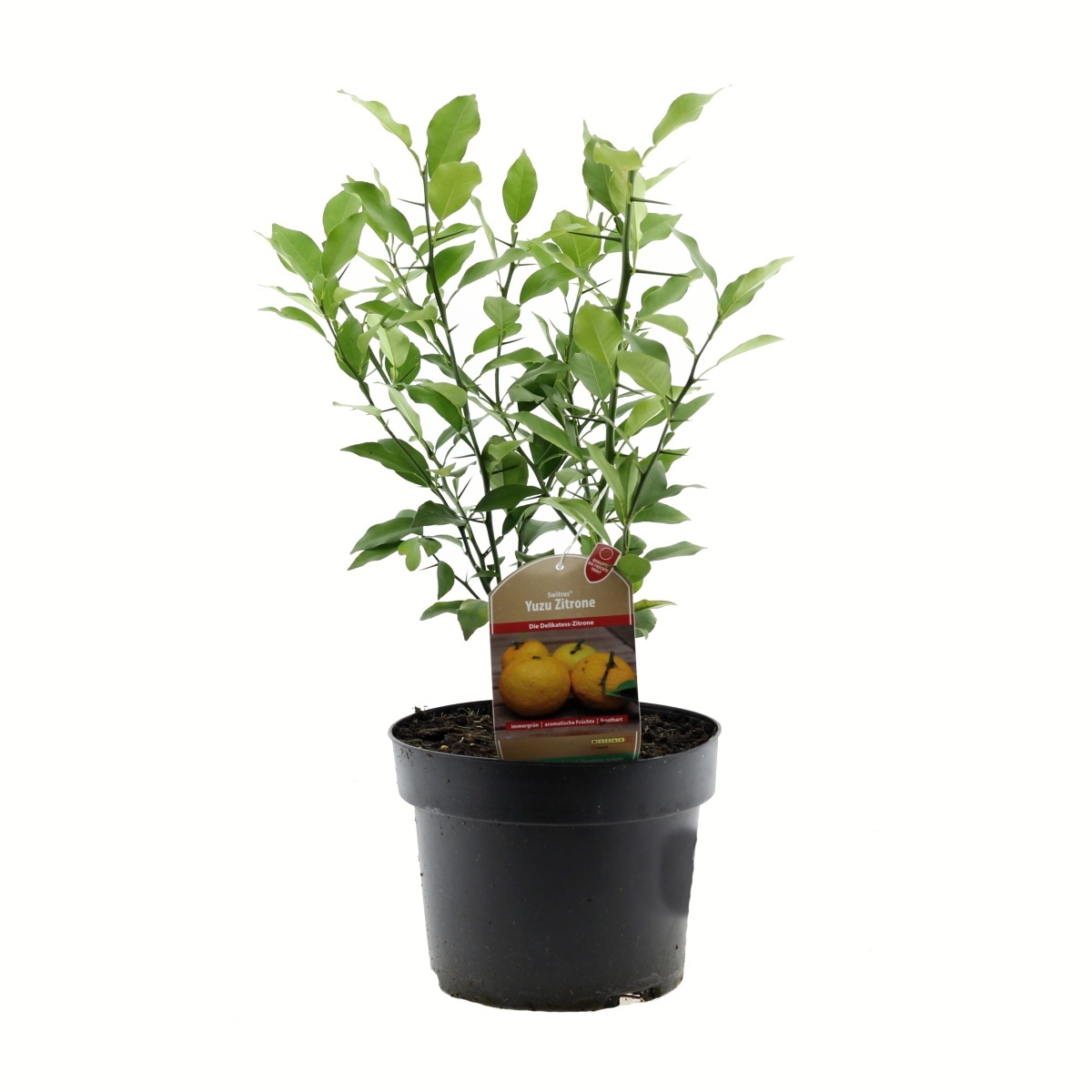 Nádobové květiny - Citrus Yuzu výška 40/60cm, květináč 4 litry