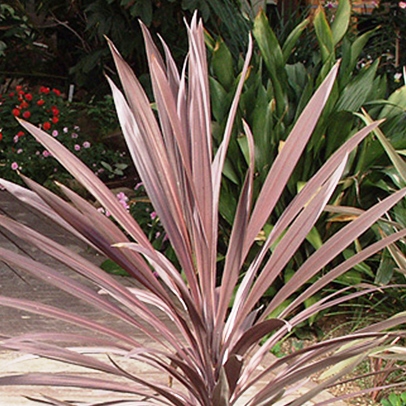 Nádobové květiny - Cordyline 'Purpurea' 15 litrů