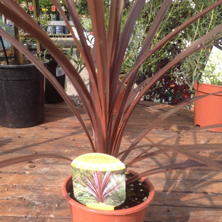 Nádobové květiny - Cordyline Red Star v 13cm květináči