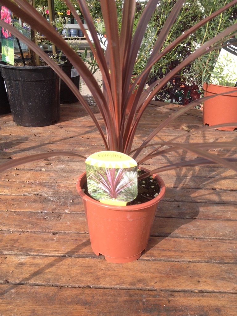 Cordyline Red Star v 13cm květináči-0