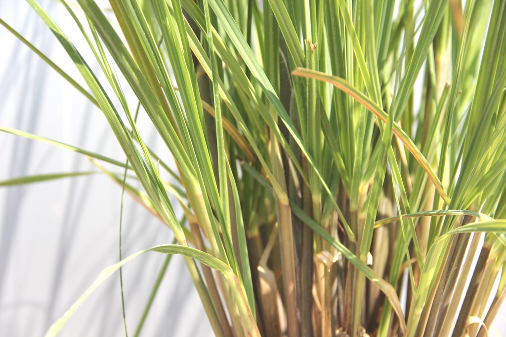 Traviny - Cortaderia selloana 'Pumila'