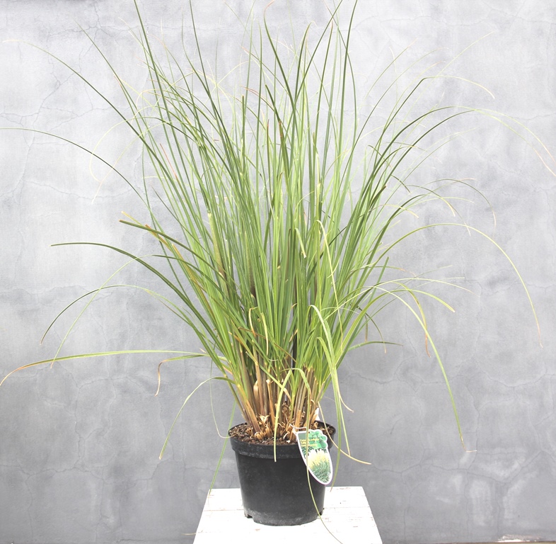 Cortaderia selloana 'Pumila'-0