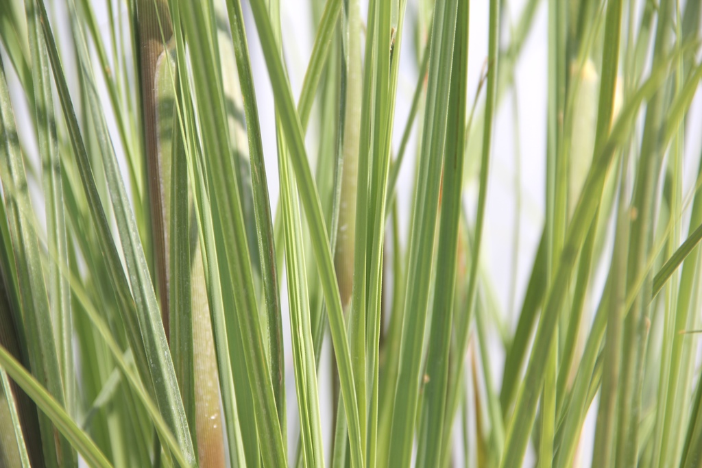 Cortaderia selloana 'Pumila'-1
