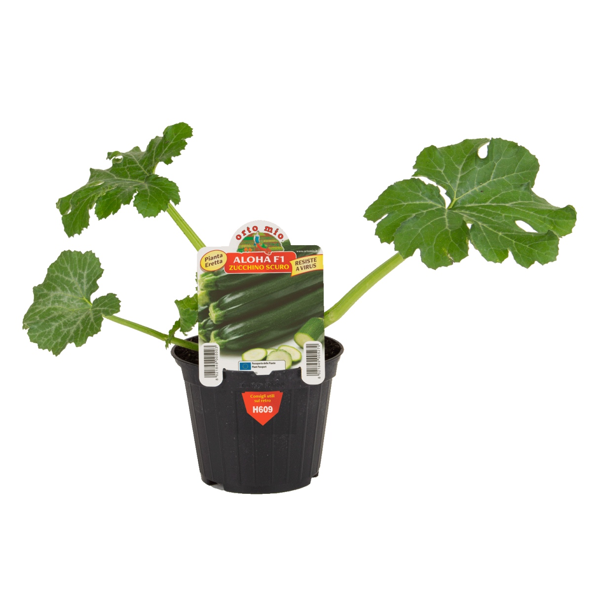 Neroubovaná sadba - Cuketa Aloha F1 květináč 10cm