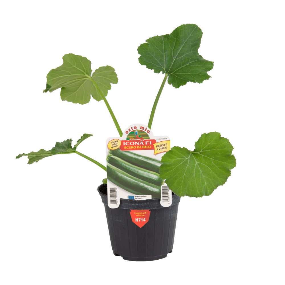 Neroubovaná sadba - Cuketa Icona/Koniac F1 květináč 10cm