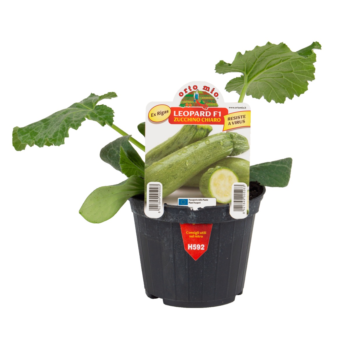 Sadba zeleniny - Cuketa Leopard F1 neroubovaná květináč 10cm