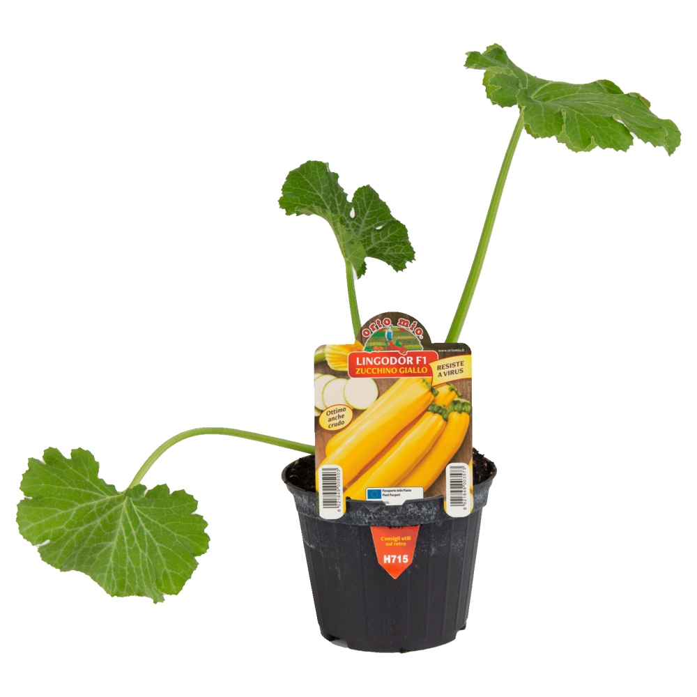 Neroubovaná sadba - Cuketa Lingodor F1 květináč 10cm