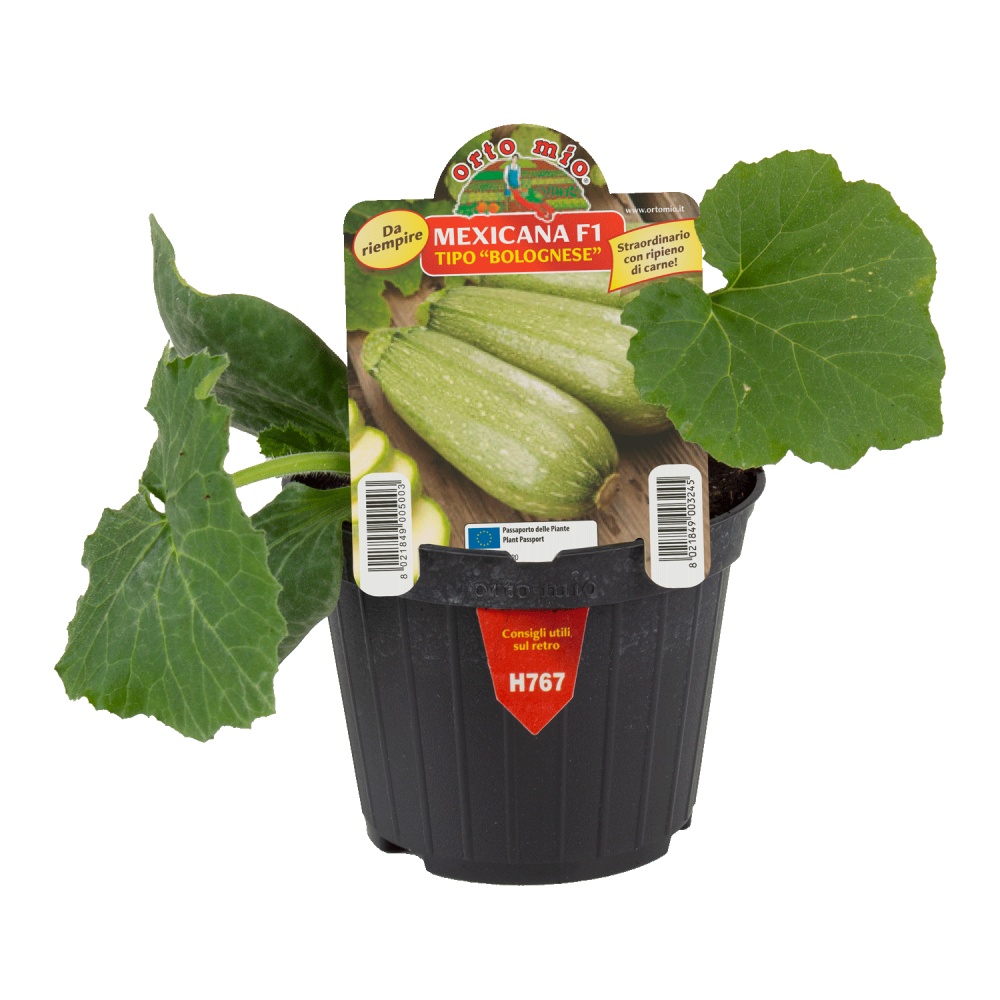 Neroubovaná sadba - Cuketa Mexicana/Dozza F1 květináč 10cm