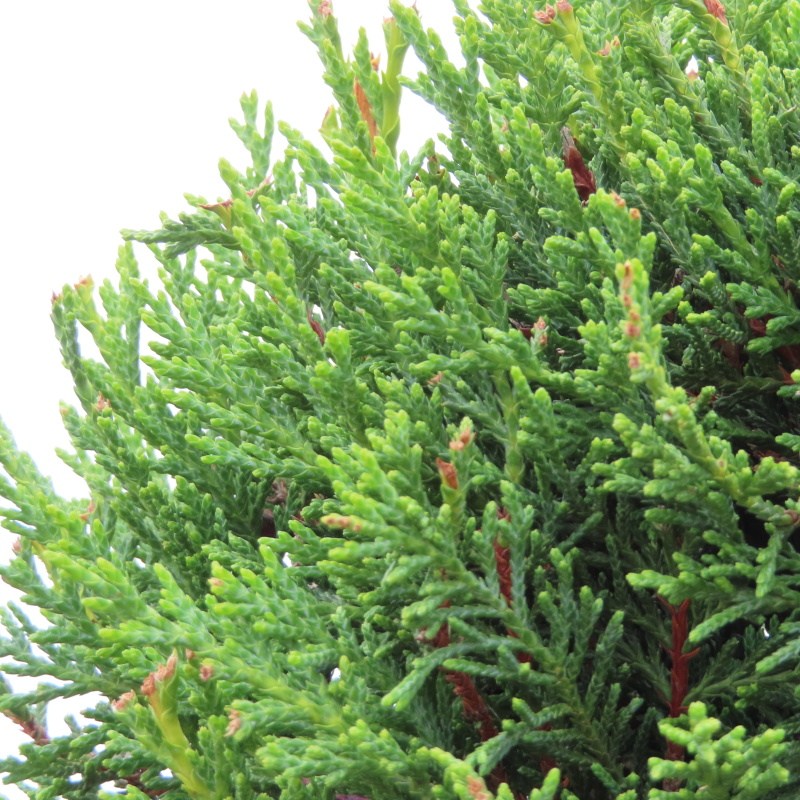 Jehličnany - Cupressocyparis leylandii 'Castlewellan Gold' ponpon květináč 18 litrů